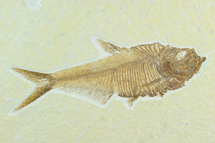 Fossil Fish (Diplomystus) - Green River Formation #122763